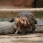 Krokodil mit Beute