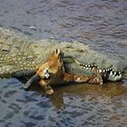 Krokodil mit Beute
