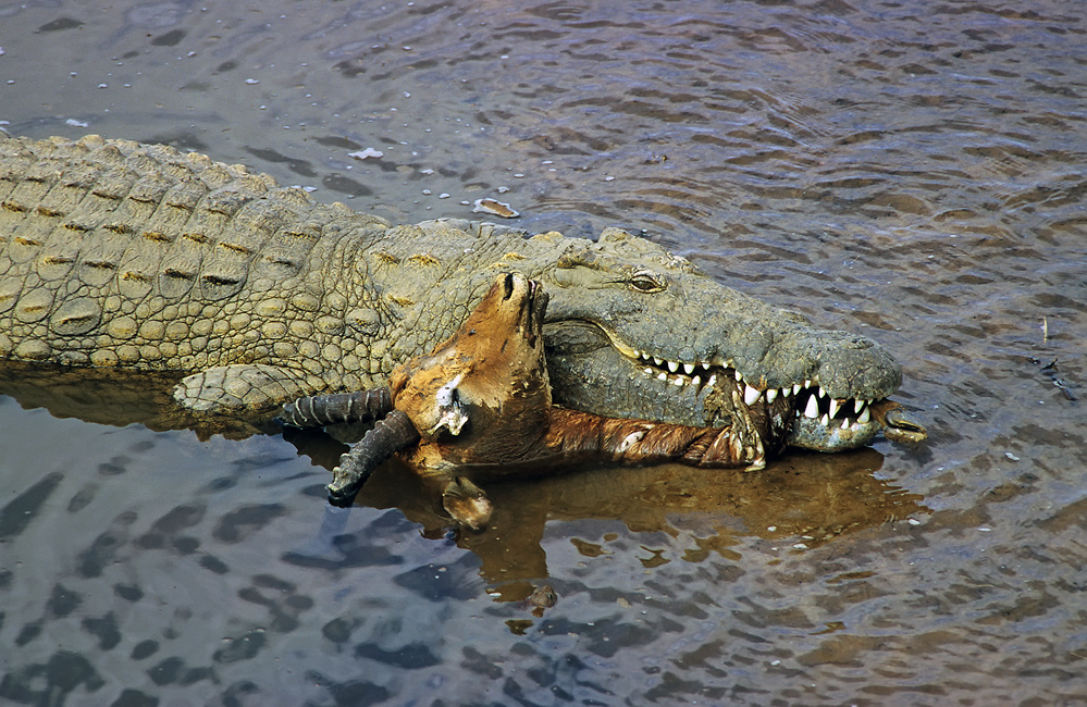 Krokodil mit Beute