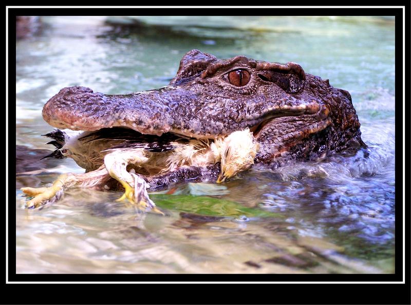 Krokodil mit einem totem Küken im Maul