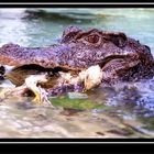 Krokodil mit einem totem Küken im Maul