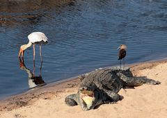 Krokodil mit Hammerkopf und Nimmersatt