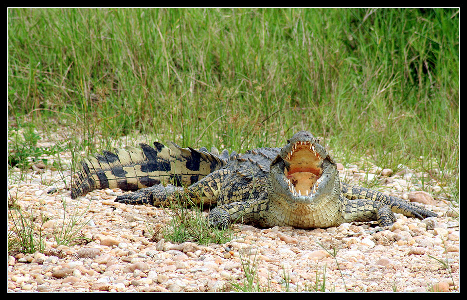 Krokodil, Murchison NP, Uganda