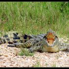 Krokodil, Murchison NP, Uganda