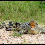 Krokodil, Murchison NP, Uganda