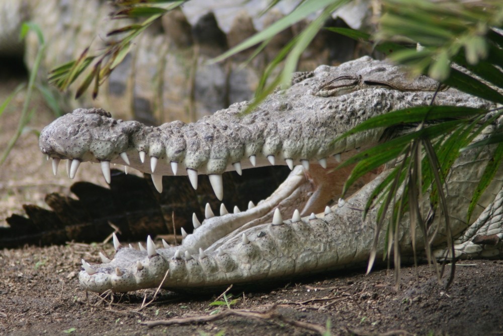 Krokodil - nicht am Nil