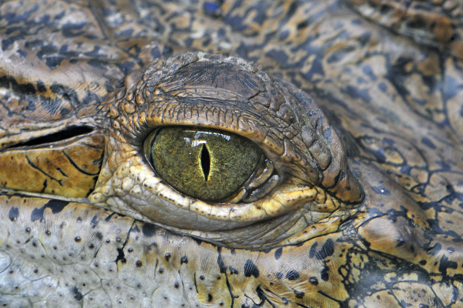 Krokodil ohne Träne