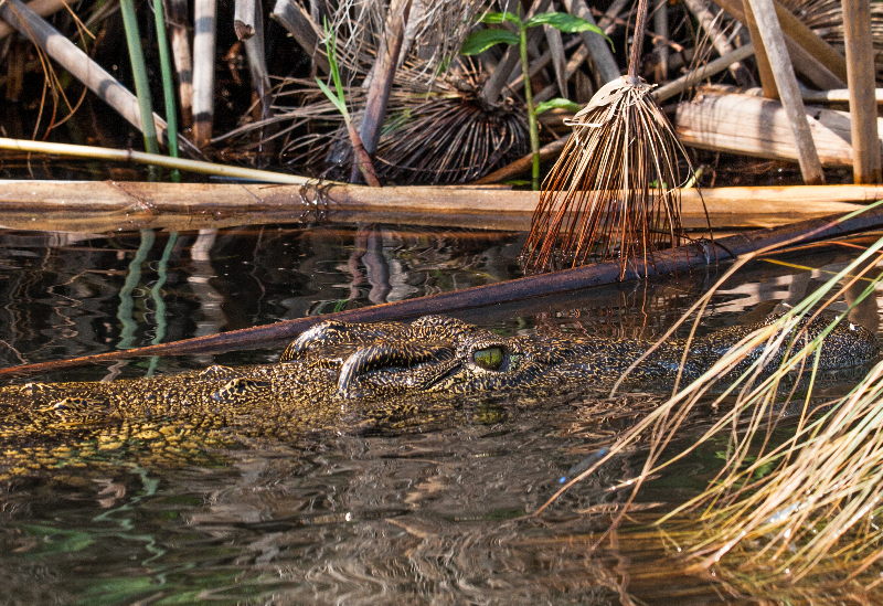 Krokodil Okavangodelta 