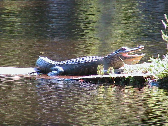Krokodil on Magnolia Plantation Charleston SC