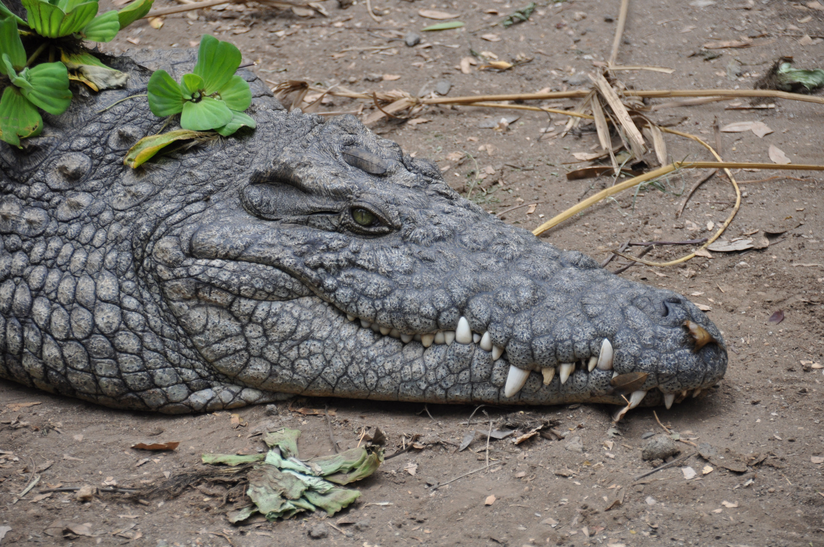 Krokodil... schau mir in die Augen kleines;-)