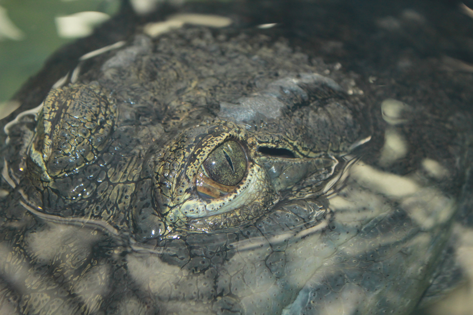 Krokodil - Schau mir in die Augen Kleines