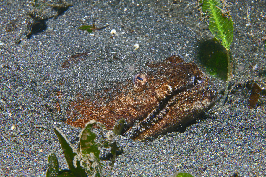 Krokodil Schlangenaal - Brachysomophis crocodilinus