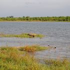 Krokodil Sri Lanka