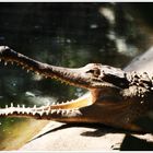 Krokodil tankt Energie