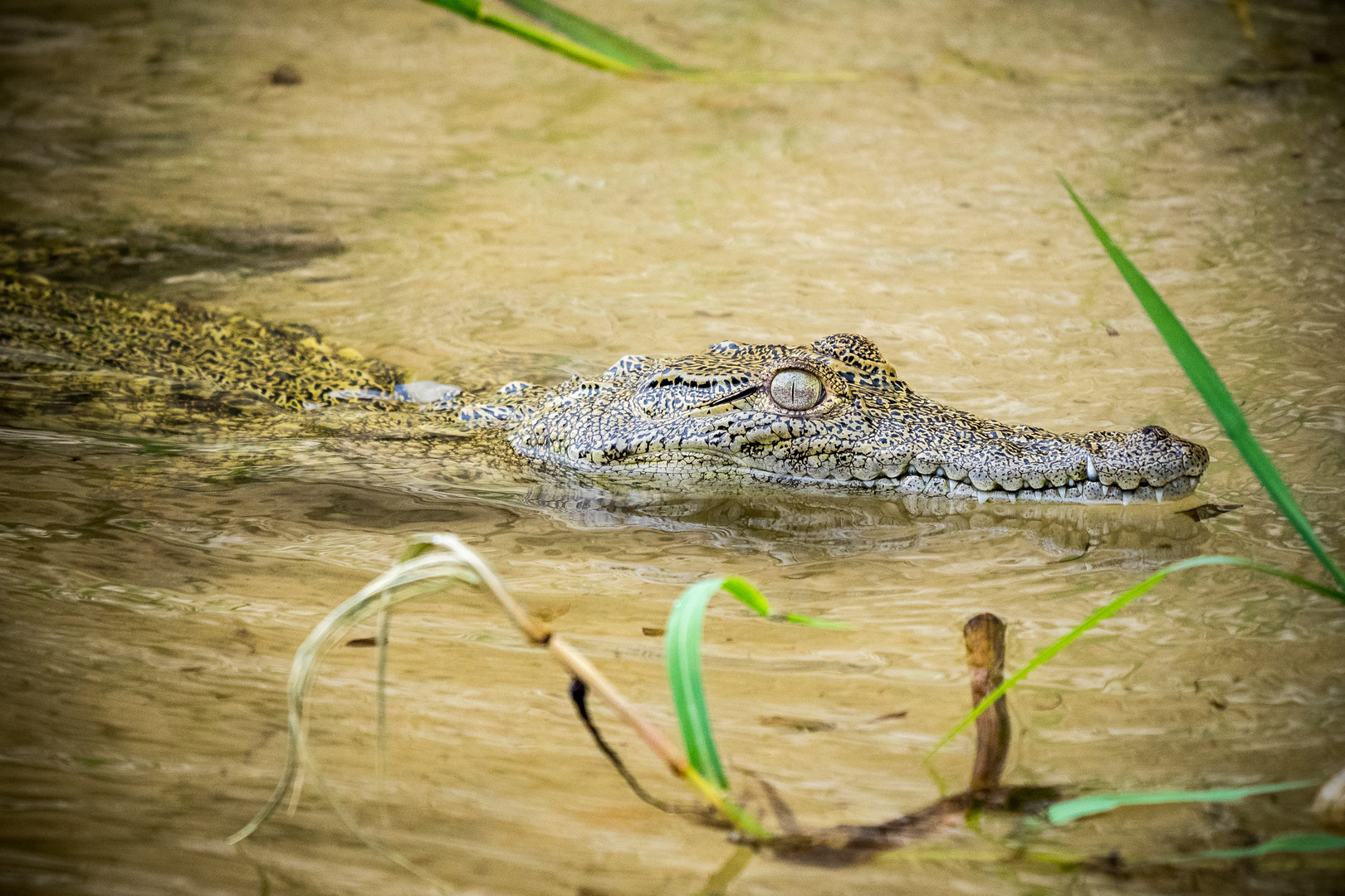 Krokodil Uganda 