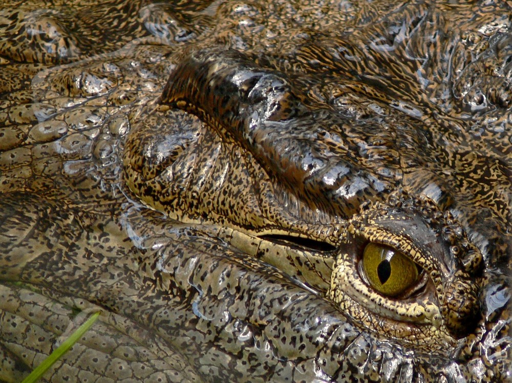 Krokodil - vergrössert auf Dinoformat