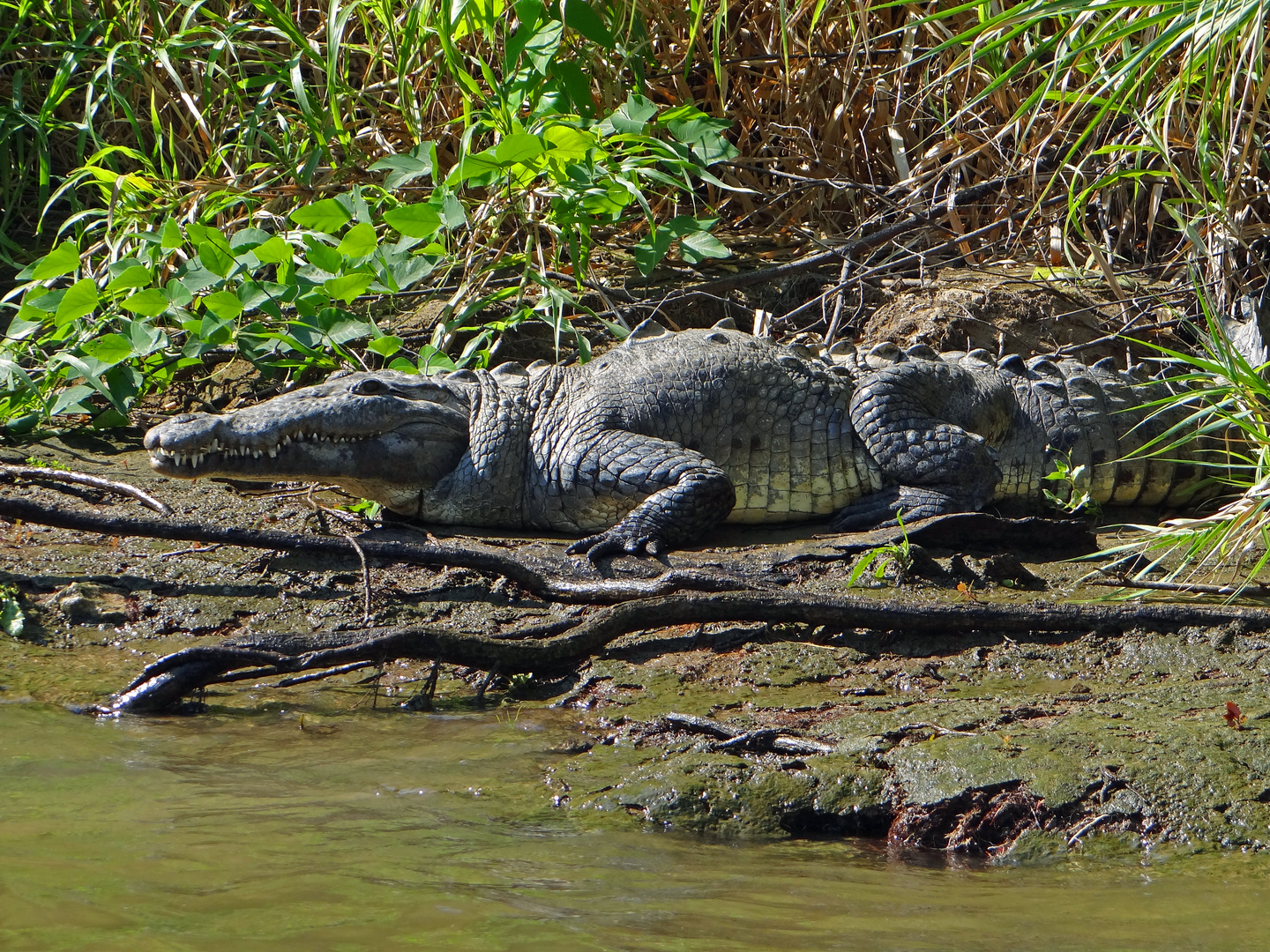 Krokodil - wildlife