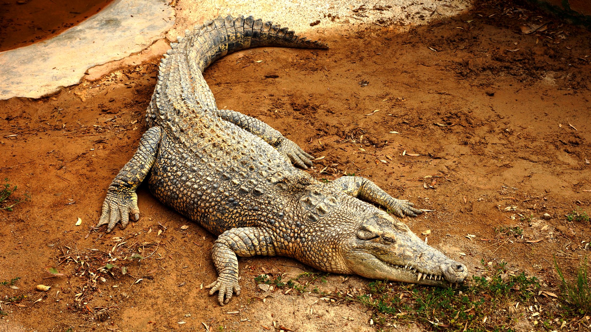 Krokodil Wildpark Mallorca 