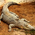Krokodil Wildpark Mallorca 