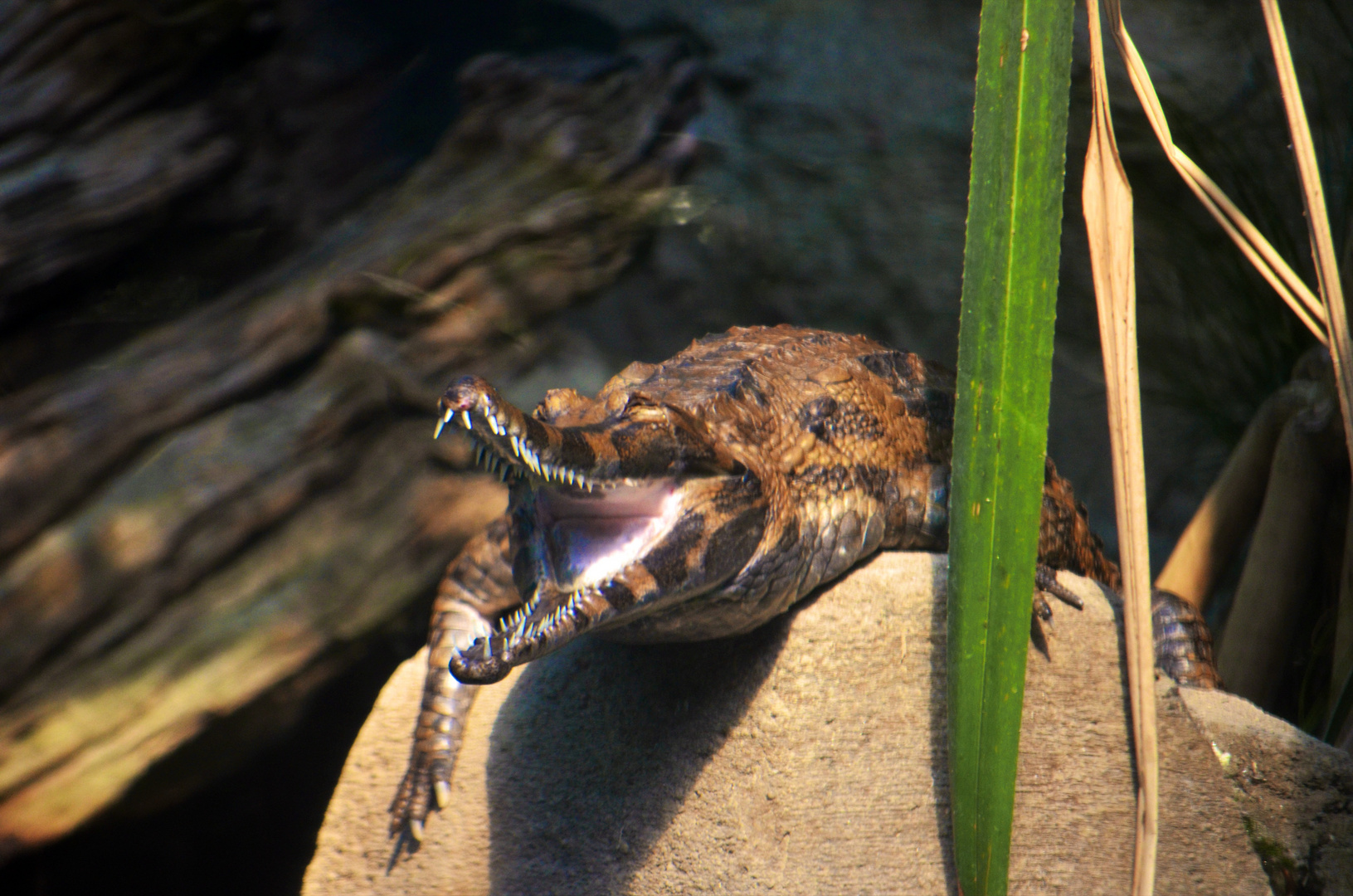 Krokodil ZOO Leipzig