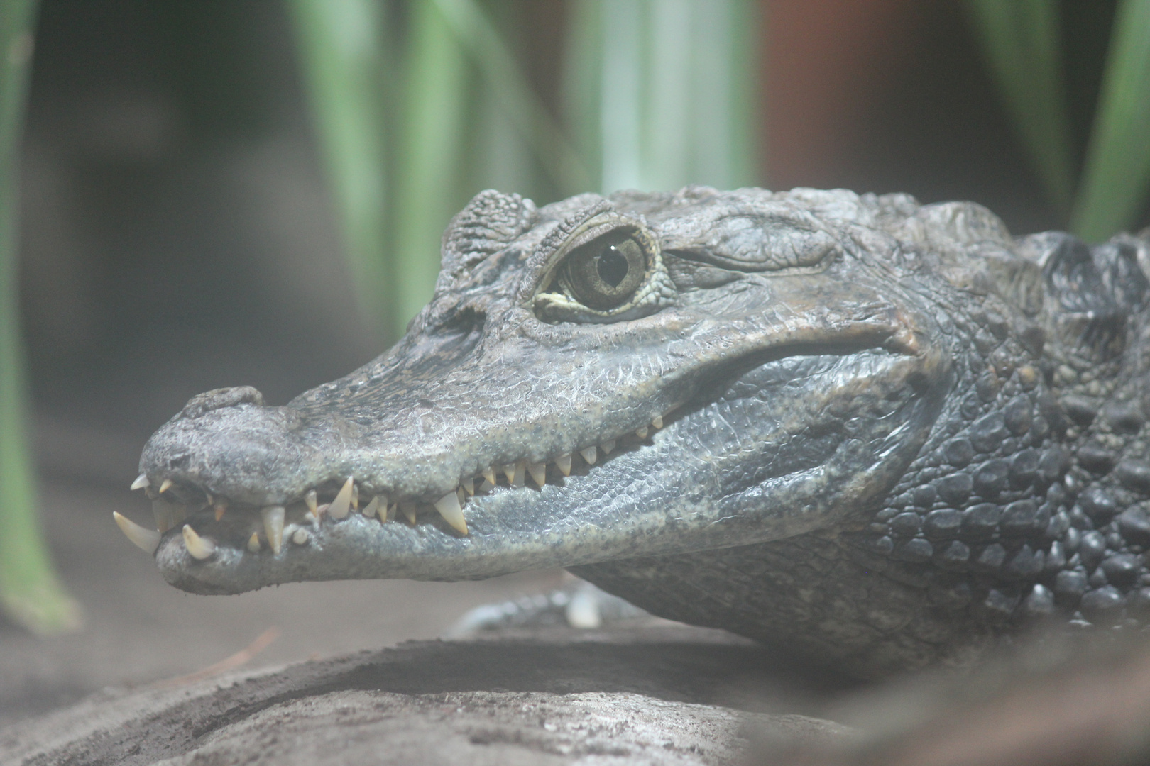 Krokodil Zoo Rostock