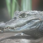 Krokodil Zoo Rostock