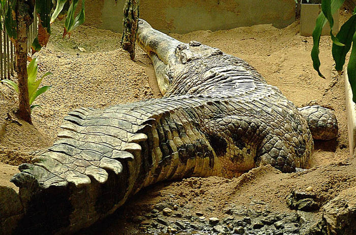 Krokodil1