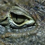 Krokodilbild - Das Auge........ des Krokodils