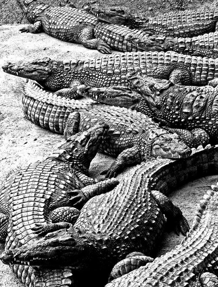 Krokodile Foto & Bild | archiv, schwarzweißfotografie, archiv 2011