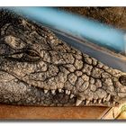 Krokodile als Schutz vor Ägyptern - Nubier Dorf