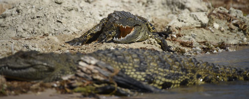 Krokodile am Chobe River