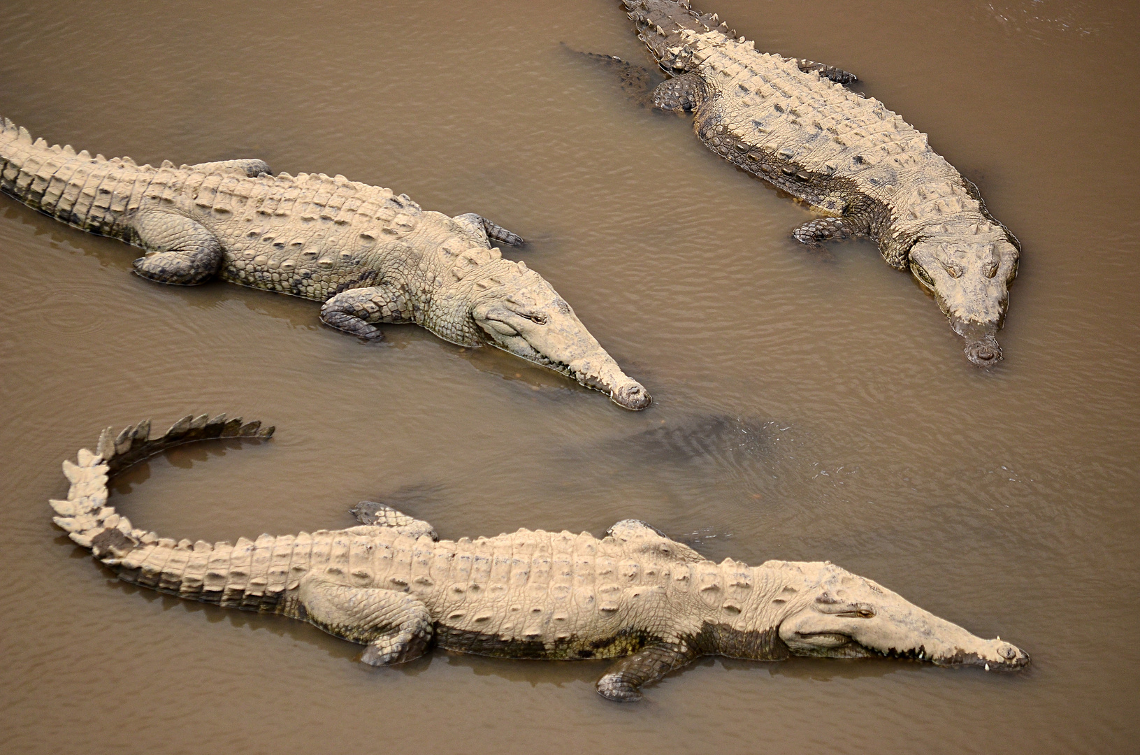 Krokodile am Rio Tarcoles