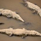 Krokodile am Rio Tarcoles