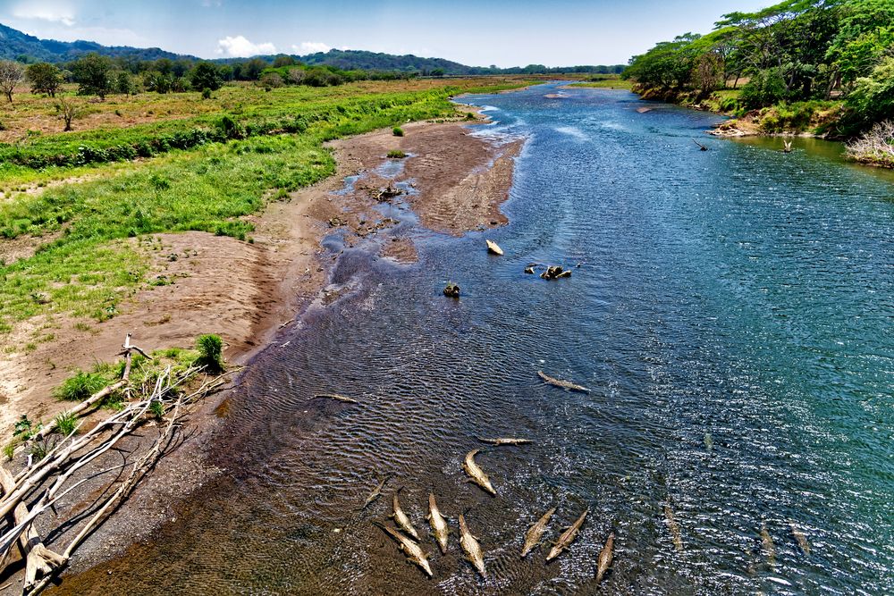 Krokodile auf dem Rio Tarcoles