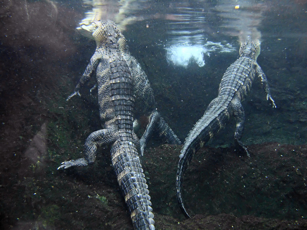 Krokodile beim baden