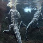 Krokodile beim baden