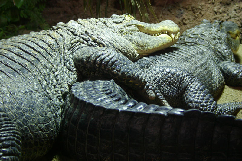 Krokodile brauchen auch Nähe!