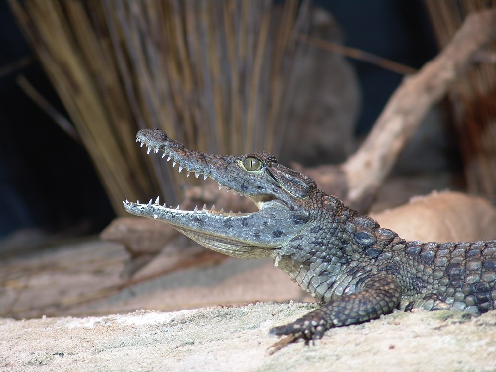 Krokodile im Aquarium von Kapstadt