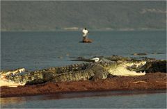 Krokodile im Chamosee