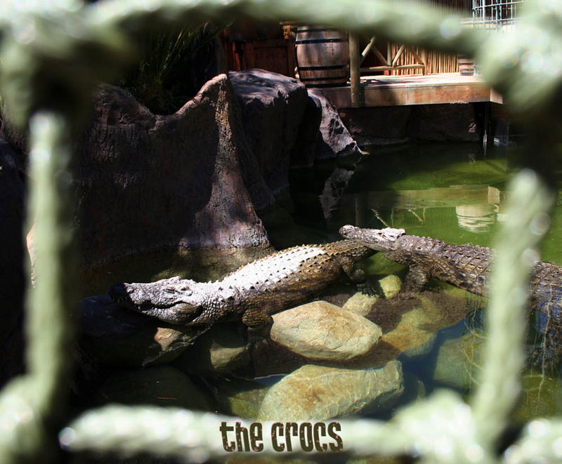 Krokodile im Croc Park in Oudtshoorn (South Africa)