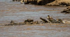 Krokodile IM Mara River