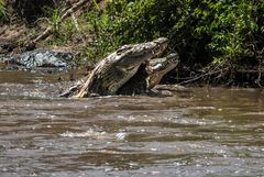 Krokodile im Mara River