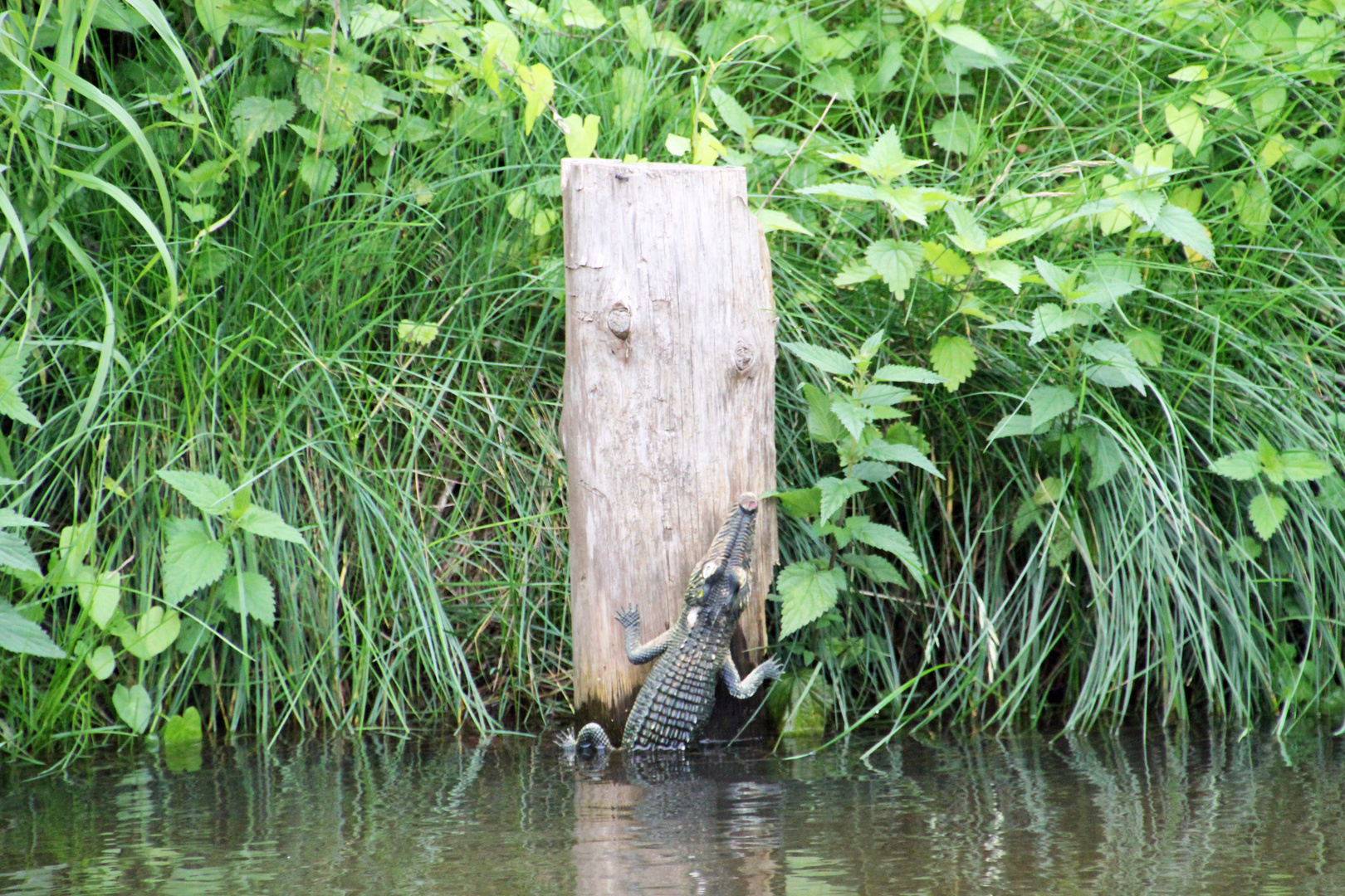 Krokodile im Spreewald? Der Klimawandel macht' möglich