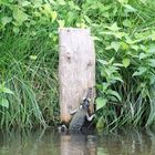 Krokodile im Spreewald? Der Klimawandel macht' möglich