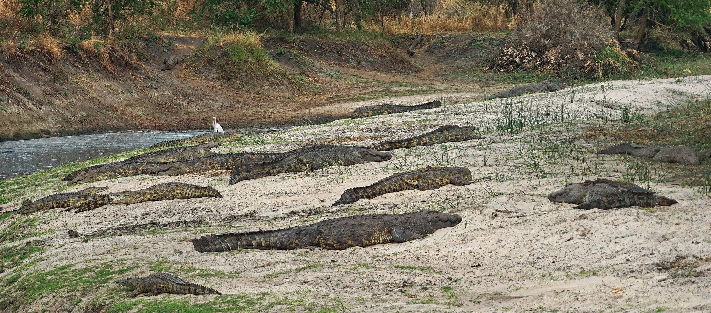Krokodile in der Trockenzeit