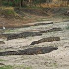 Krokodile in der Trockenzeit
