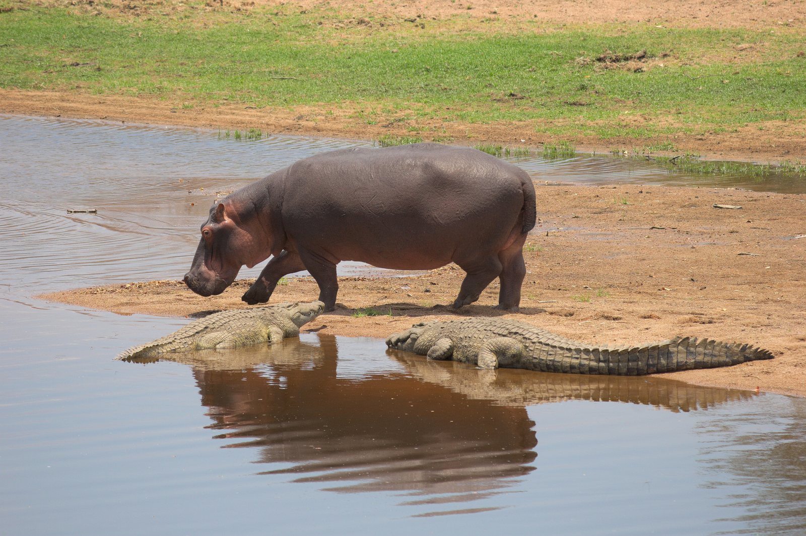 Krokodile und Hippo