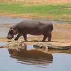 Krokodile und Hippo
