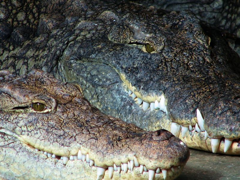 Krokodile vom Nil