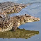 Krokodilfarm - Fiesta Campesina -Guama (Kuba)